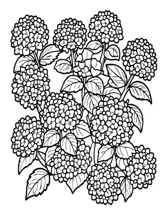 Climbing Hydrangea - Free printable coloring page