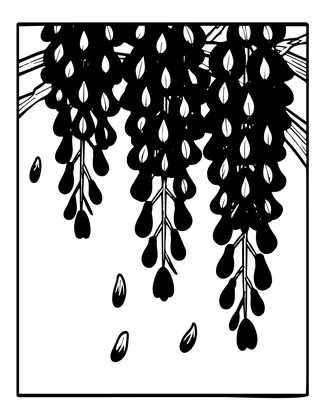 Wisteria Rain - Free printable coloring page