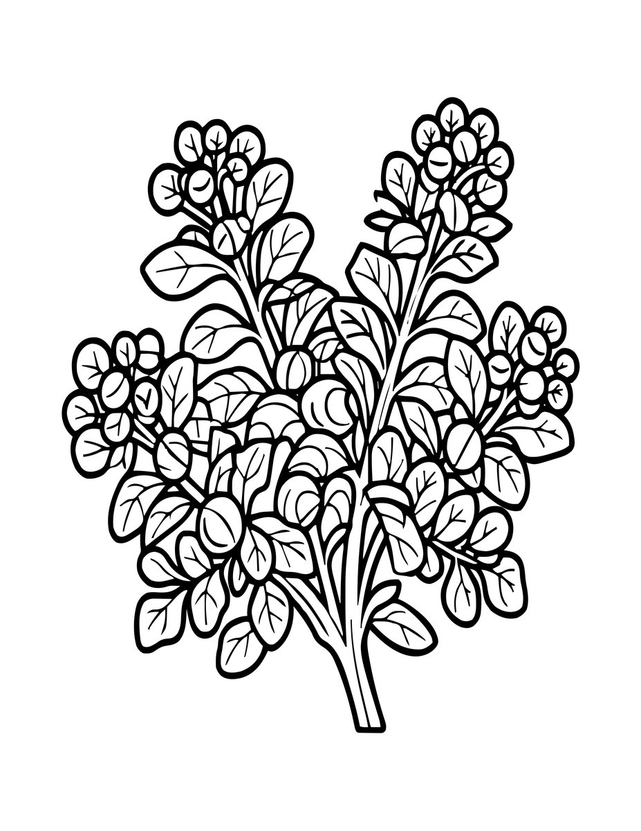 Pennyroyal - free printable coloring page