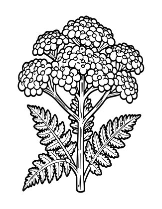 Yarrow - Free printable coloring page